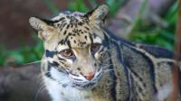 Clouded Leopard�